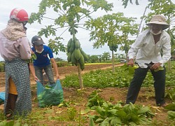 Ấm lòng: Nông dân Quảng Ngãi tặng cả vườn rau, quả cho khu cách ly dịch Covid-19