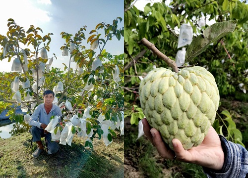 An Giang: Trồng thứ mãng cầu tên sang chảnh, ra quả từ gốc lên ngọn, xem mà hoa cả mắt