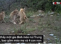 Clip: Thước phim quý hiếm về cuộc sống ẩn dật của gia đình mèo núi trên dãy Kỳ Liên Sơn