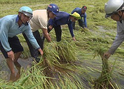 Hàng trăm hecta lúa hè thu bị ảnh hưởng do mưa bão