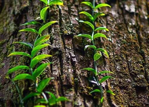 Ngắm 'thần mộc' sa mu ngàn năm tuổi trong rừng nguyên sinh