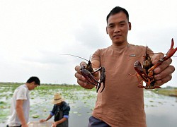 Tôm hùm đất 'chiếm' ruộng lúa của nông dân Trung Quốc