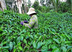 Trồng cây &quot;nhà nghèo&quot;, ra hoa từng chùm, hái được ký nào thương lái tranh nhau mua