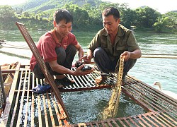 Tuyên Quang: Bắt 316 tấn cá đặc sản đắt tiền, dịch giã như thế, dân bán cá đi đâu mà hết sạch?