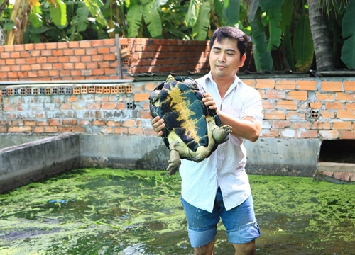 An Giang: Nuôi loài ba ba con nào cũng to bự, một ông nông dân đẹp trai phát tài