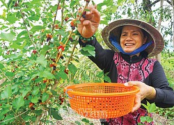 Cà Mau: Mang thứ "cây lạ" về nhà trồng, tha hồ hái trái, bán tới 100 ngàn đồng mỗi ký