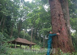 Cận cảnh khu rừng lim lạ 'trăm năm' tuổi ở Bắc Giang