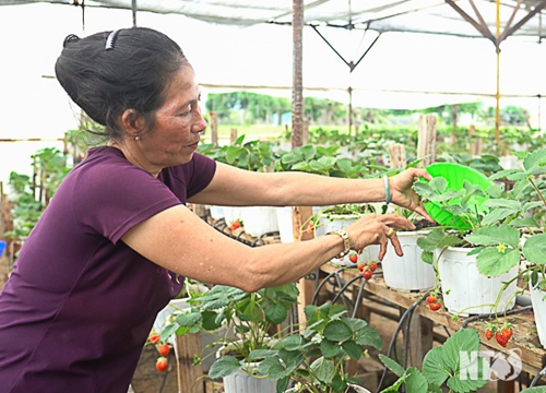 Chuyện lạ Ninh Thuận: Cứu sống vườn dâu tây chỉ bằng 1 lon sữa uổng dở vứt đi của đứa cháu