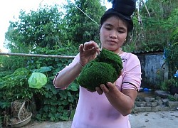 Đặc sản "trời cho" mọc trên đá ở Việt Nam, ra suối lấy về tiền vào túi đều đều