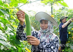 Để nông nghiệp hữu cơ bứt phá: Lấy lợi thế vùng miền xây mô hình điểm