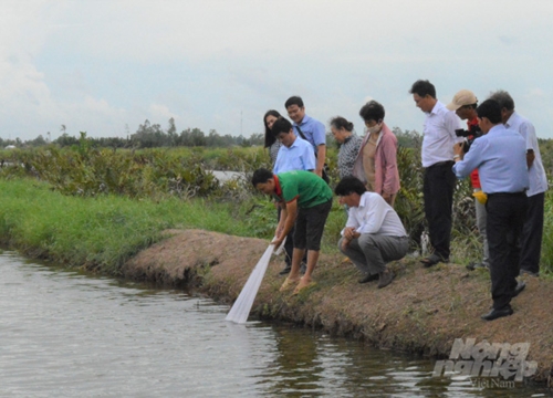 Kiên Giang: Cho cua kềnh ở chung với tôm sú, cứ 1ha dân bắt 1 tấn, bán được 160 triệu đồng