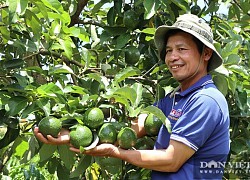 Lâm Đồng: Ngắm 200 cây bơ ghép sai quả trĩu trịt, nhìn xa ngỡ chùm sung, quanh năm hái mỏi cả tay