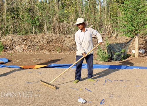 Làm nông nghiệp hữu cơ: Lấy lại niềm tin bị "đánh cắp"