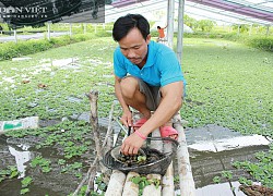 Nghệ An: Nuôi loài ốc siêu đẻ bò quanh quẩn trong ao, mỗi năm "bỏ túi" tiền tỷ