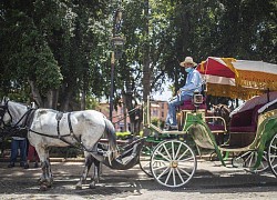 Những con ngựa ở Morocco chết đói vì du lịch đóng băng