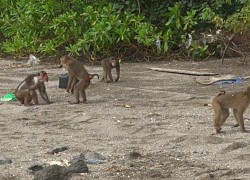 Quảng Ninh: Thả động vật hoang dã về môi trường tự nhiên