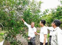 Sóc Trăng: Ghép nhãn lạ lên nhãn xuồng, trái màu tím, lá cũng tím bán giá 250.000 đồng/kg