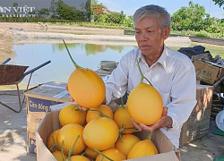 Thanh Hóa: U70 trồng "vườn vàng", đã thu hàng trăm triệu, sểnh ra là có người đòi vào "sống ảo"