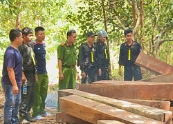 13 thanh niên dính vòng lao lý vì vào khu bảo tồn khai thác gỗ Giáng Hương