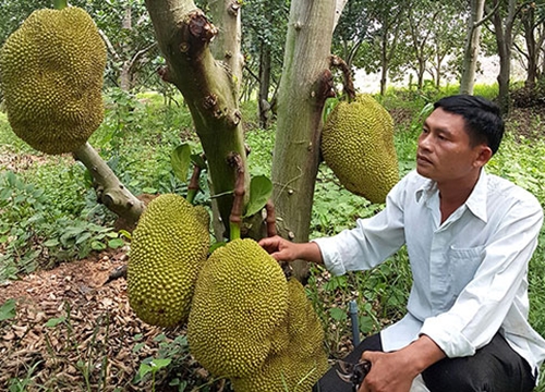 Bình Thuận: Trồng rừng mít không hạt, cây nào cũng đầy trái, thời dịch Covid-19 sao bán vẫn đắt hàng?