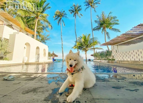 Chú chó 'vàng' trong làng du lịch: Vi vu Mũi Né Phan Thiết 2 ngày 1 đêm cùng cô chủ gom ảnh 'siêu cực phẩm'