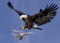 Đại bàng tấn công drone xâm phạm lãnh thổ