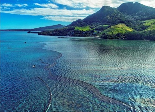 Dầu tràn từ tàu Nhật Bản đang giết sinh vật biển quanh Mauritius