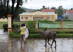 Hỗ trợ trâu giống cho hộ có hoàn cảnh khó khăn đột xuất