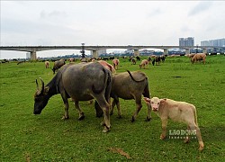 Ông nông dân nuôi nhiều trâu nhất ở Hà Nội nói gì về lệnh cấm chăn nuôi trong nội thành?