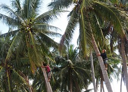 Phú Yên: Làng dừa đẹp như cổ tích, dân "lên trời" hái lộc quanh năm