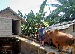 Xây 'nhà lầu' cho bò tránh lũ