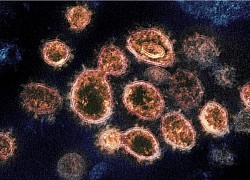 Đã có kết quả nguồn gốc virus gây Covid-19 ở Hải Dương