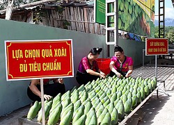 Đặt tên cho xoài tượng da xanh khổng lồ, "ra lò" toàn quả ngọt lịm, Yên Châu thu ngoại tệ