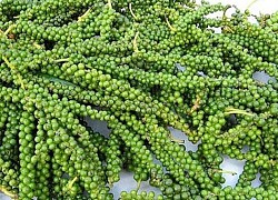 Giá tiêu hôm nay 16/8: Gia Lai, Bình Phước tăng 500 đồng/kg