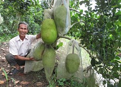 Hậu Giang: Trồng mít Thái chung vườn với đinh lăng, U70 hái thứ gì cũng bán ra tiền