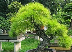 Những thế cây tuyển chọn từ 72 thế kiểng bonsai cho các nghệ nhân đam mê