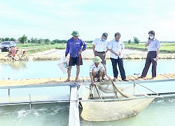 Quảng Trị: Nuôi cá theo công nghệ "làm sông trong ao", vụ đầu tiên ước doanh thu đạt 1,2 tỷ đồng