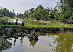 Quảng Trị: Nuôi hàng ngàn con cá leo to bự trong ao đất, chưa bắt bán thương lái đã "gạ" mua