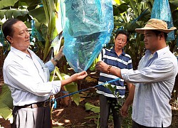 Thương lái lác đác, nông dân "thủ phủ" chuối xuất khẩu đứng ngồi không yên