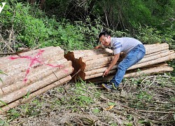 UBND tỉnh Gia Lai yêu cầu điều tra vụ phá rừng ở biên giới Chư Prông