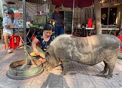 Chú heo mọi như bước ra từ tranh Đông Hồ bỗng xuất hiện trên đường phố Biên Hòa, chuyên xin ăn theo kiểu "lầy lội", đến khi no mới chịu về nhà