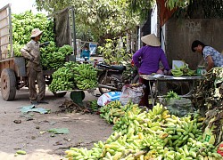 Chuối bơm là giống gì mà đội sỏi đá vươn lên, cho toàn trái ngon, thu cả hoa lẫn lá?