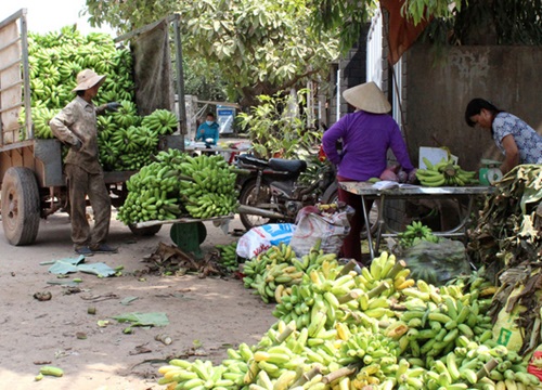 Chuối bơm là giống gì mà đội sỏi đá vươn lên, cho toàn trái ngon, thu cả hoa lẫn lá?