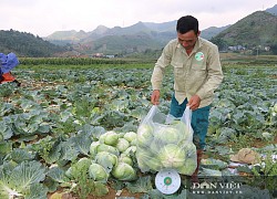 Sơn La: Nông dân lãi lớn nhờ trồng rau bắp cải cuộn chắc nịch giữa mùa hè nắng nóng