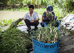 Vùng đất dân trồng thứ rau nước tốt vù vù, chưa hái xong lái đã đứng ở đầu bờ giục nhanh lên