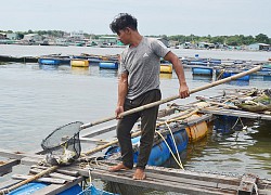 Xót xa, cuộc giải cứu bất thành hàng trăm ngàn con cá đặc sản trên sông Chà Và