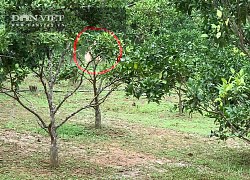 Bắc Kạn: Vì sao ông nông dân này lại thả đàn ngựa bạch vào vườn cam đặc sản đang độ trĩu quả?