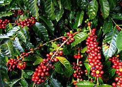Giá cà phê hôm nay ngày 22/8: Trong nước khởi sắc, tăng thêm 300 đồng/kg
