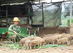 Kon Tum: Nuôi thứ heo sọc dưa, bán một con heo giống bé thôi mà giá tới 2,2 triệu đồng