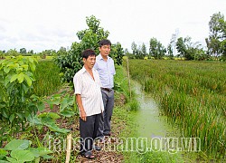 Lạ đời, một nông dân tỉnh Sóc Trăng bỏ lúa trồng thứ cỏ dại này mà thương lái tranh nhau mua